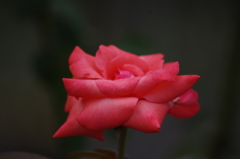薔薇　3