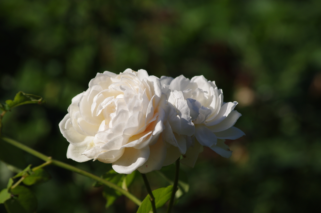 薔薇　18　山下公園　１０月