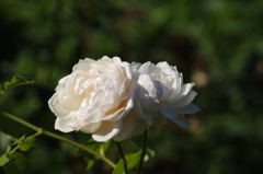 薔薇　18　山下公園　１０月