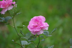 雨の中の薔薇　3　ザ・プリンスパークタワー東京