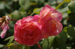 薔薇　7