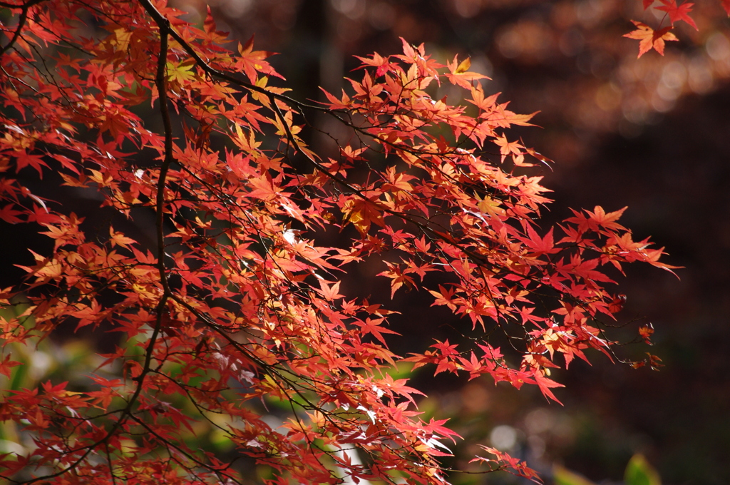 紅葉　5