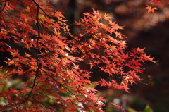 紅葉　5