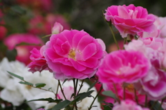 薔薇　16　山下公園　5月