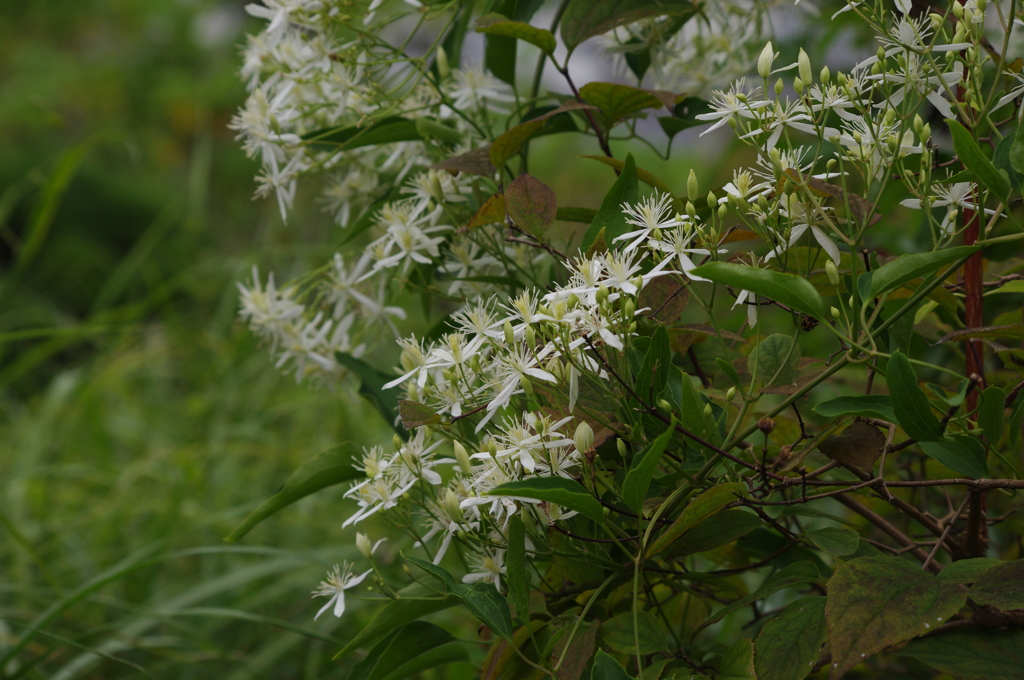 園内の花　1