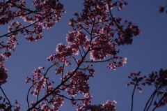 陽光桜　2