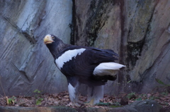 凛々しいです　上野動物園