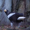 凛々しいです　上野動物園