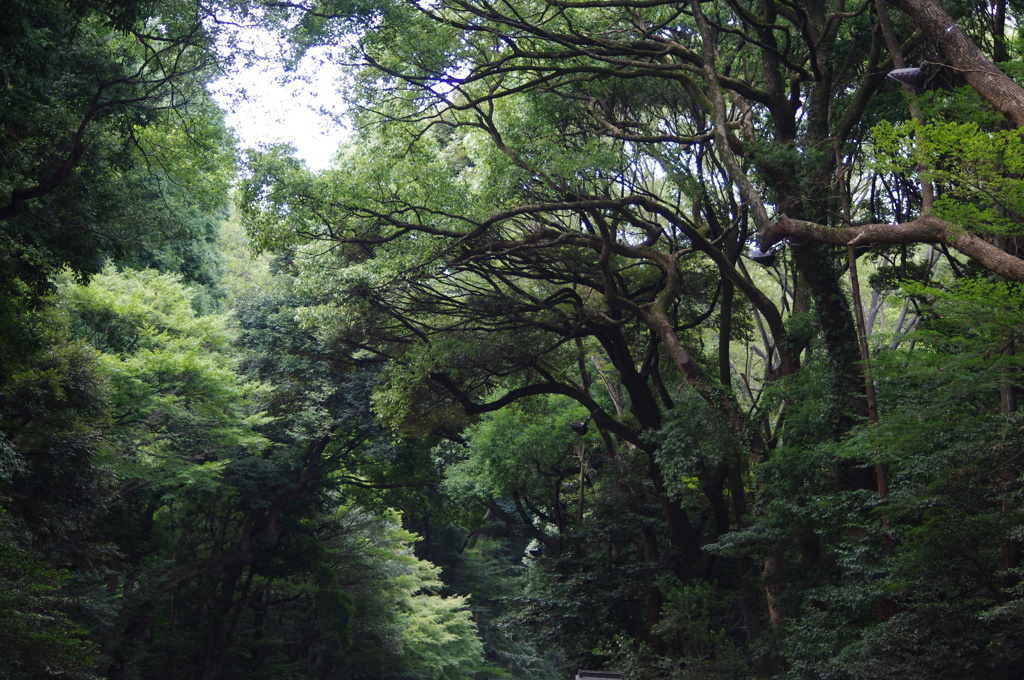 明治神宮の森