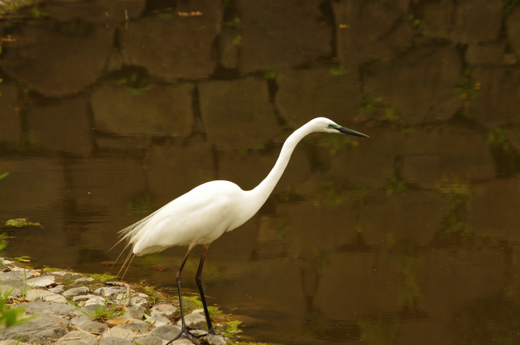 シラサギ2　日比谷公園