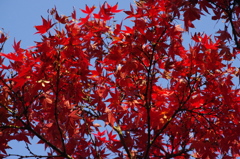 紅葉　1