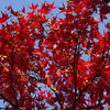紅葉　1