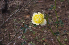 薔薇　芝公園　１月下旬