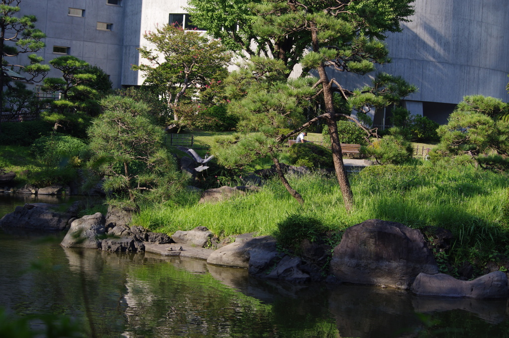 池と鷺　安田庭園　9月