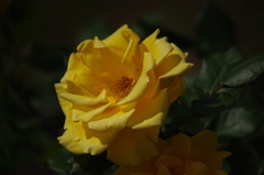 薔薇　15
