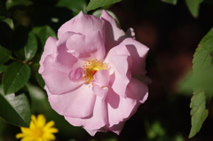薔薇　16　山下公園　１０月