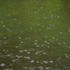 雨