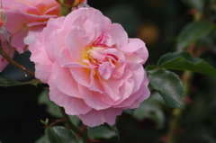 2016　５月　山下公園　薔薇　4