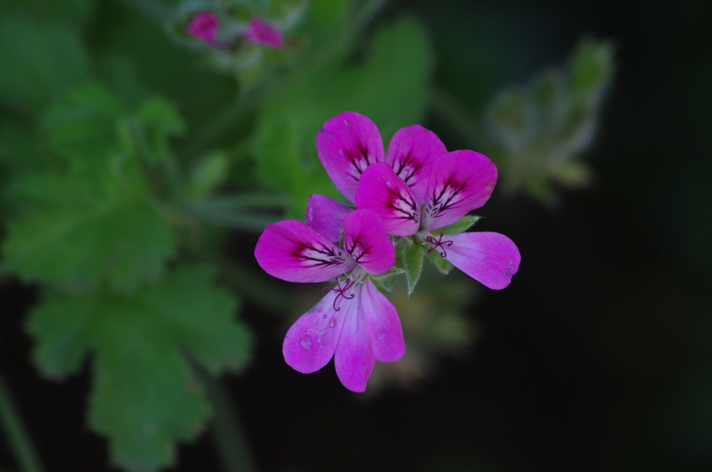 花壇の花　4