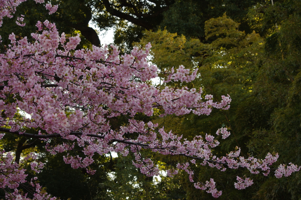 河津桜　皇居東御苑　２月