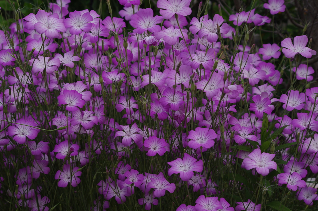 アグロステンマ