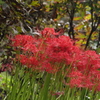 彼岸花　2