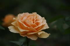 薔薇　1