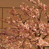 カンザクラ　お台場　２月