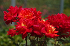 薔薇　16