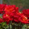 薔薇　16