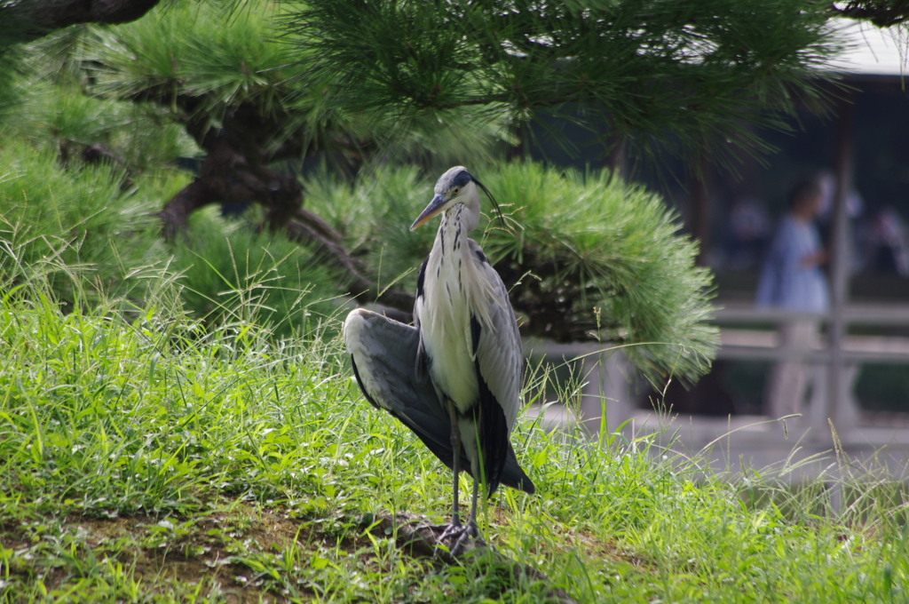 アオサギ