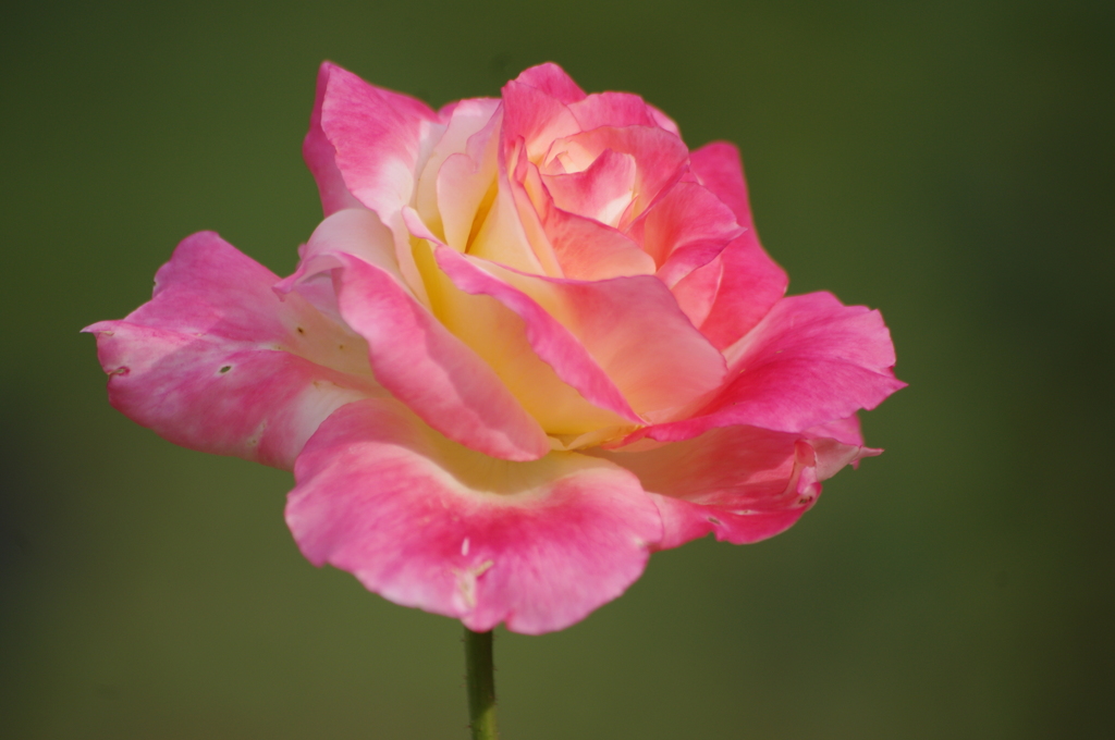 薔薇　3　代々木公園　１０月