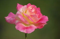 薔薇　3　代々木公園　１０月