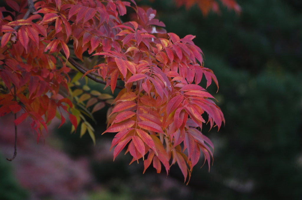 紅葉　2