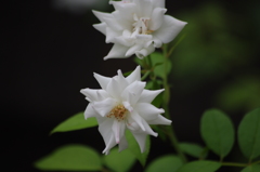 白薔薇