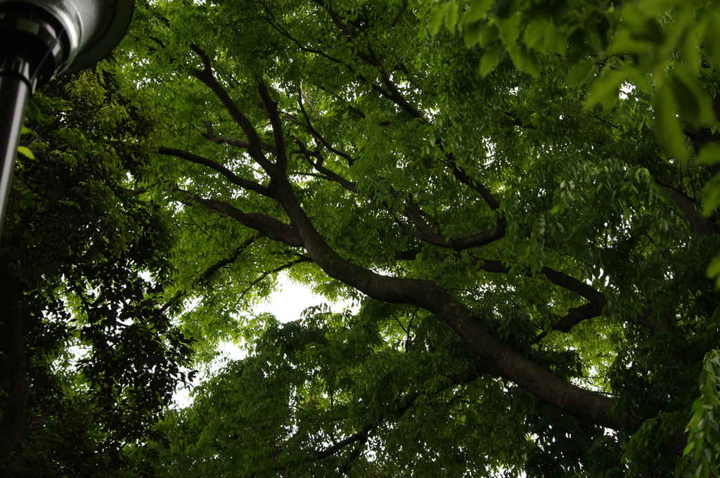 新緑　元町公園　５月
