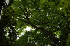 新緑　元町公園　５月