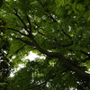 新緑　元町公園　５月