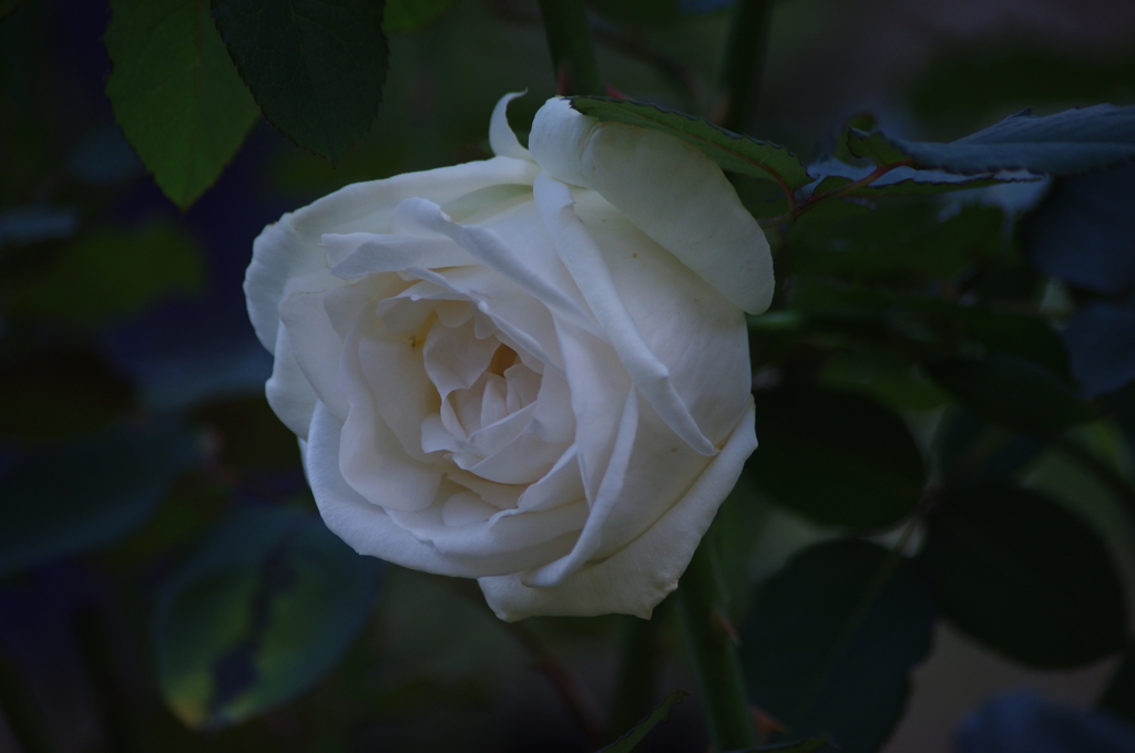薔薇　9