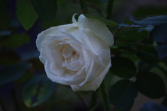 薔薇　9