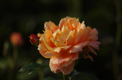 薔薇　3