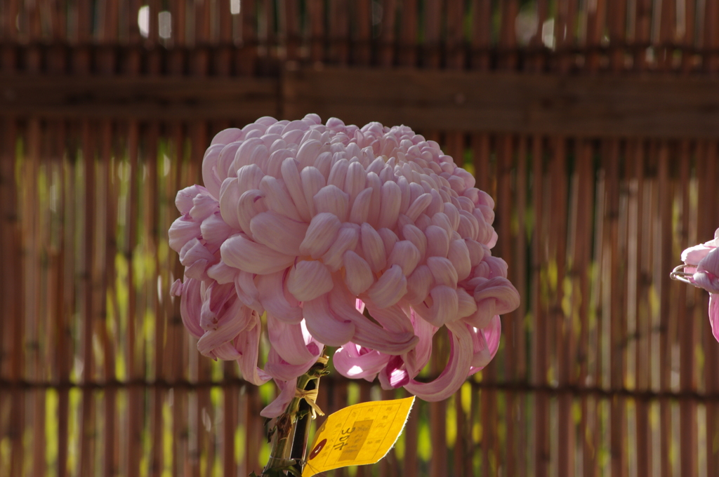 菊　1