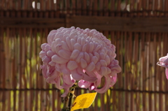菊　1
