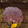菊　1