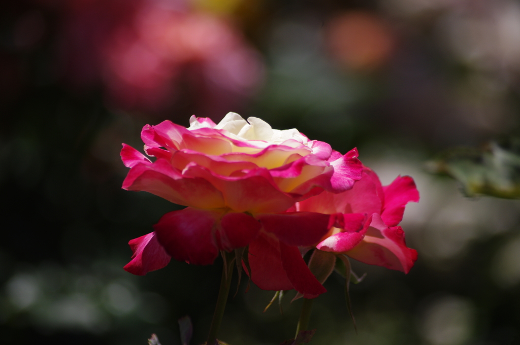 薔薇　2