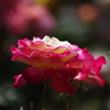薔薇　2