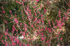 湯島の紅梅　1　湯島天神　２月下旬