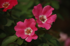 薔薇　3