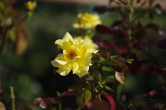 秋薔薇　2