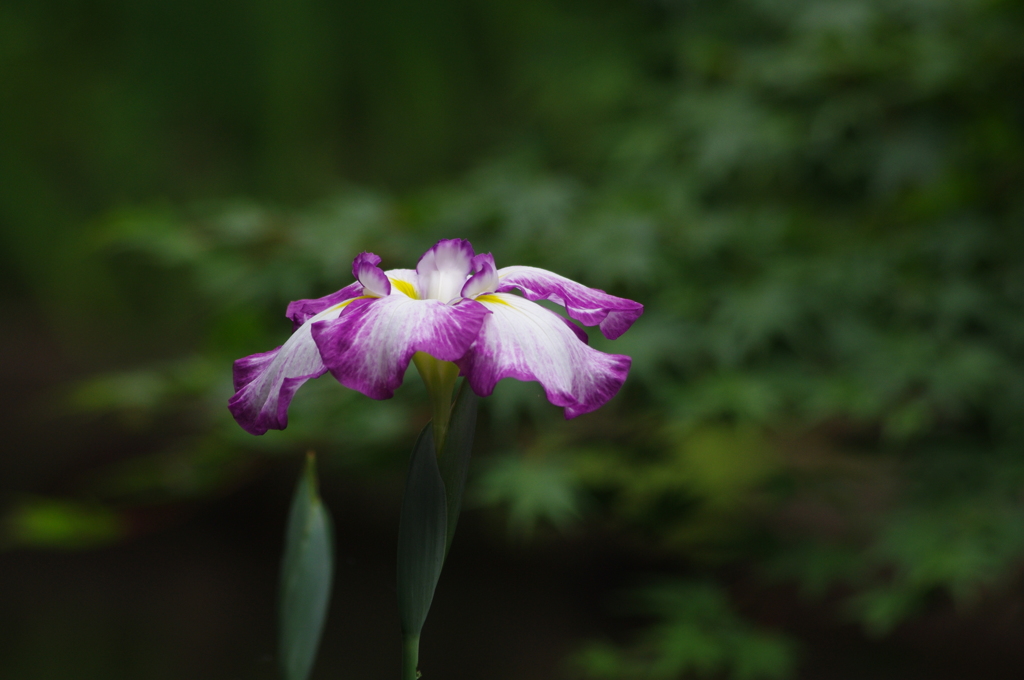 花菖蒲　1